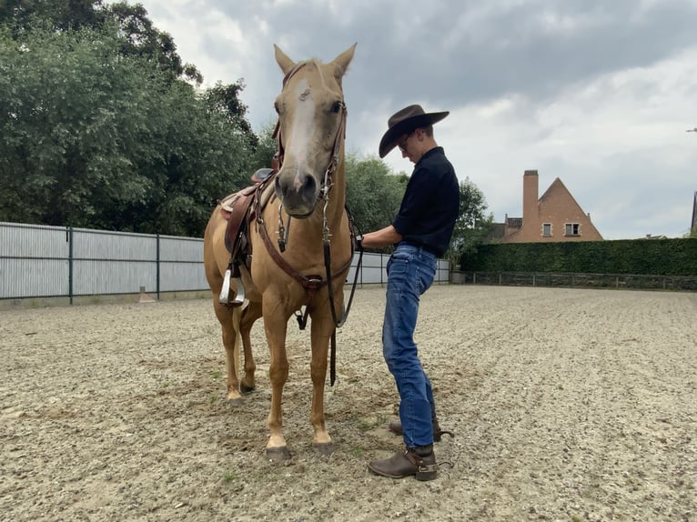 American Quarter Horse Mare 4 years 14,1 hh Palomino in Daknam