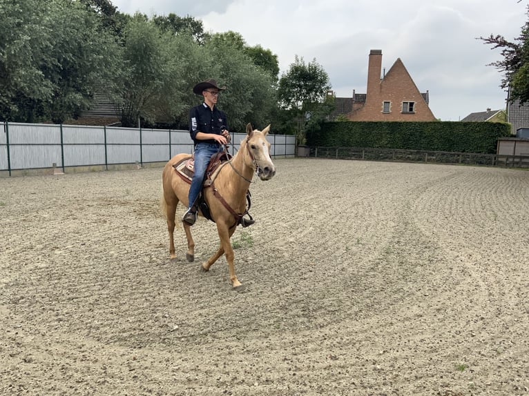 American Quarter Horse Mare 4 years 14,1 hh Palomino in Daknam