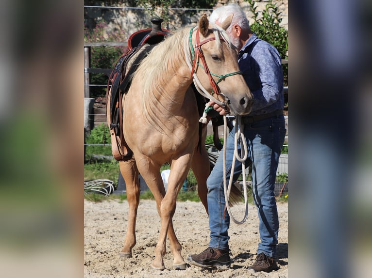 American Quarter Horse Mare 4 years 14,1 hh Palomino in Müglitztal