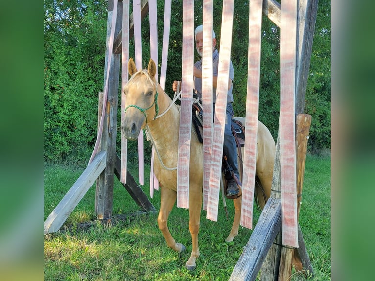 American Quarter Horse Mare 4 years 14,1 hh Palomino in Müglitztal