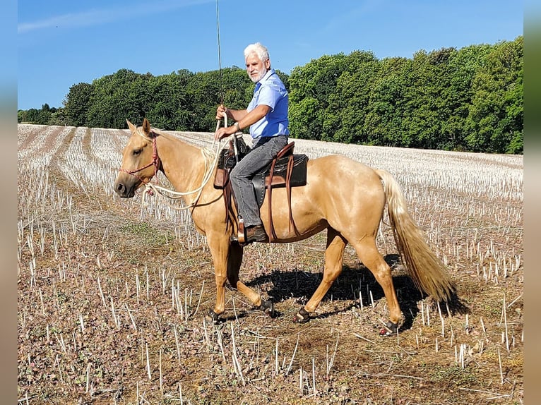 American Quarter Horse Mare 4 years 14,1 hh Palomino in Müglitztal