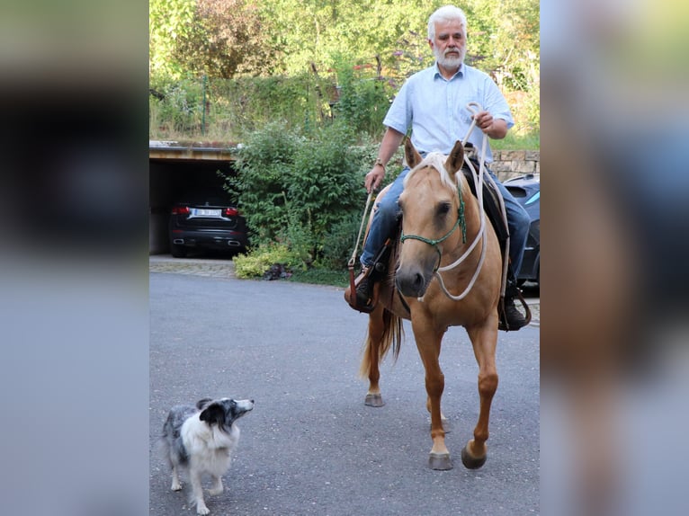 American Quarter Horse Mare 4 years 14,1 hh Palomino in Müglitztal