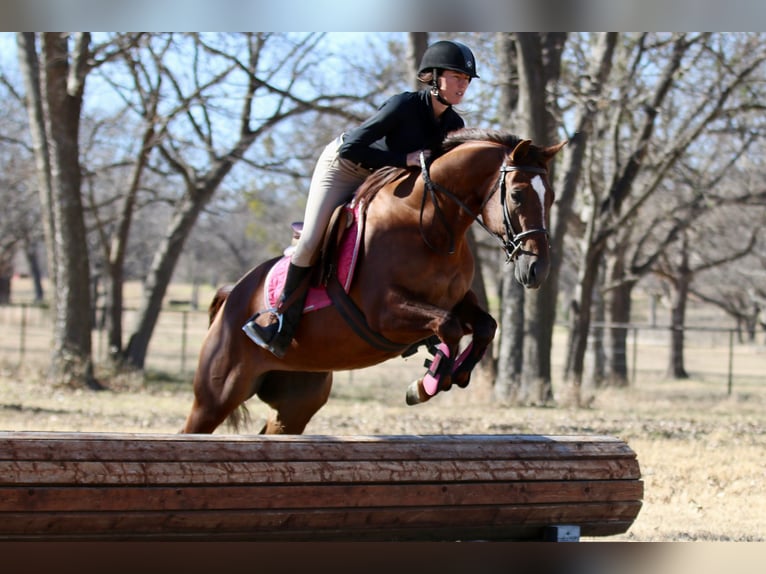 American Quarter Horse Mare 4 years 14.1 hh Sorrel in Decatur