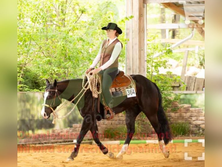 American Quarter Horse Mare 4 years 14.2 hh Black in Harth-Pöllnitz