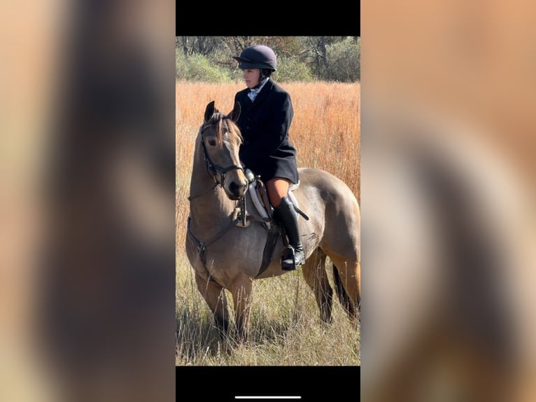 American Quarter Horse Mare 4 years 14,2 hh Buckskin in Street, MD