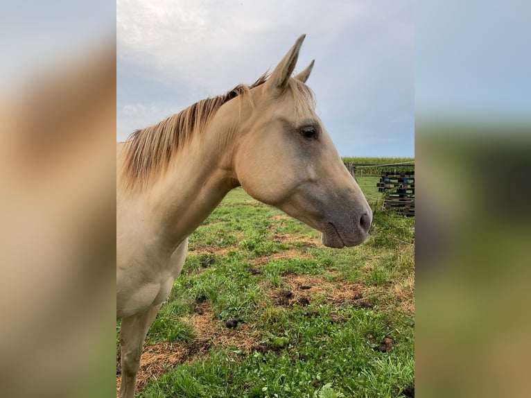 American Quarter Horse Mare 4 years 14,2 hh Champagne in Nümbrecht