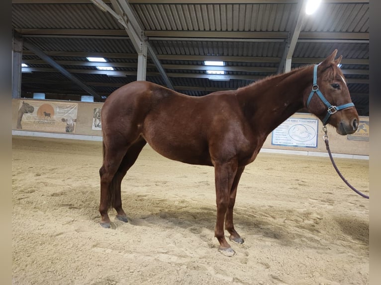 American Quarter Horse Mare 4 years 14,2 hh Chestnut-Red in Weiden in der Oberpfalz