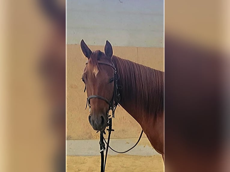 American Quarter Horse Mare 4 years 14,2 hh Chestnut-Red in Weiden in der Oberpfalz