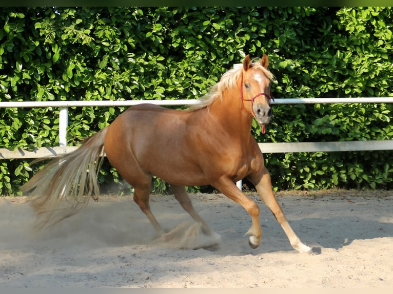 American Quarter Horse Mare 4 years 14,2 hh Chestnut-Red in Stade