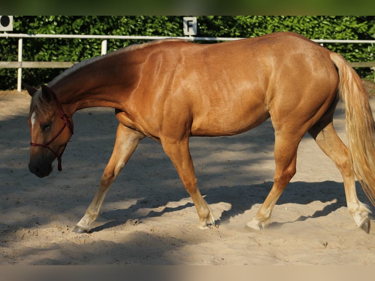 American Quarter Horse Mare 4 years 14,2 hh Chestnut-Red in Stade