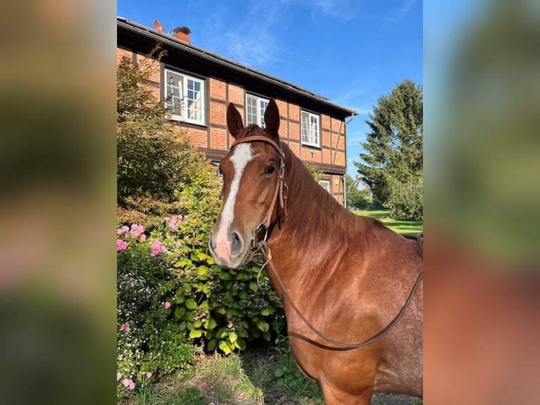 American Quarter Horse Mare 4 years 14,2 hh Chestnut-Red in Grethem