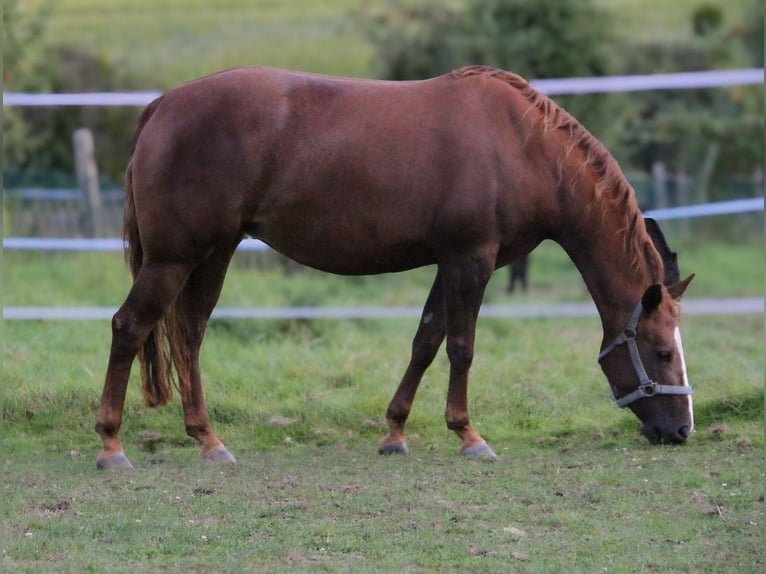 American Quarter Horse Mare 4 years 14,2 hh Chestnut-Red in Alfeld (Leine)