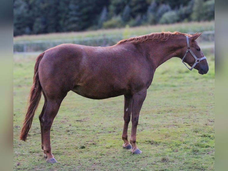 American Quarter Horse Mare 4 years 14,2 hh Chestnut-Red in Alfeld (Leine)