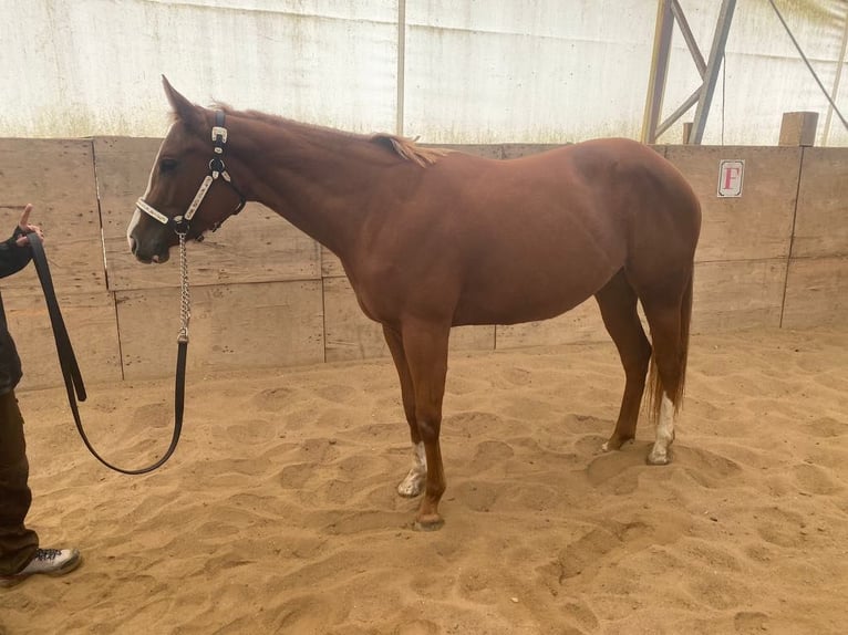 American Quarter Horse Mare 4 years 14,2 hh Chestnut-Red in Kirchendemenreuth