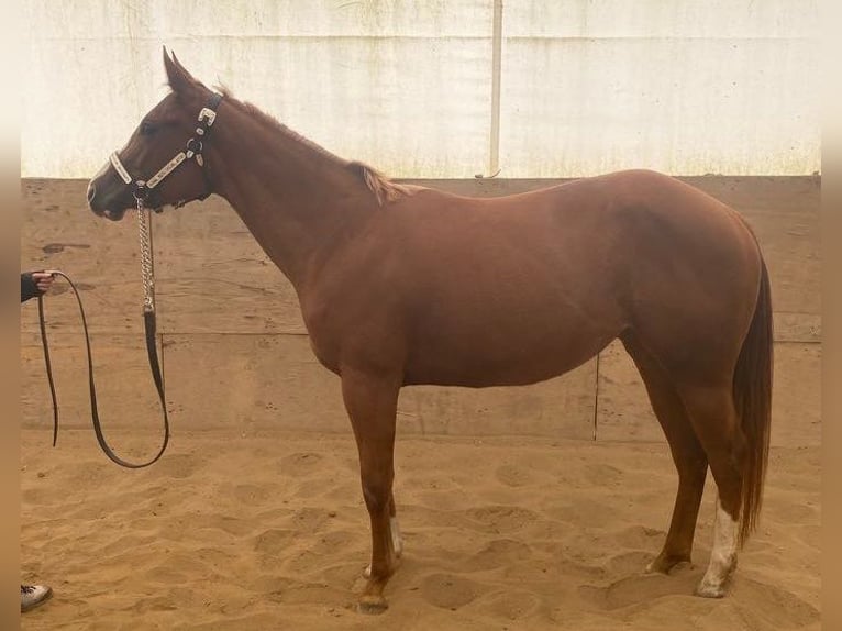 American Quarter Horse Mare 4 years 14,2 hh Chestnut-Red in Kirchendemenreuth