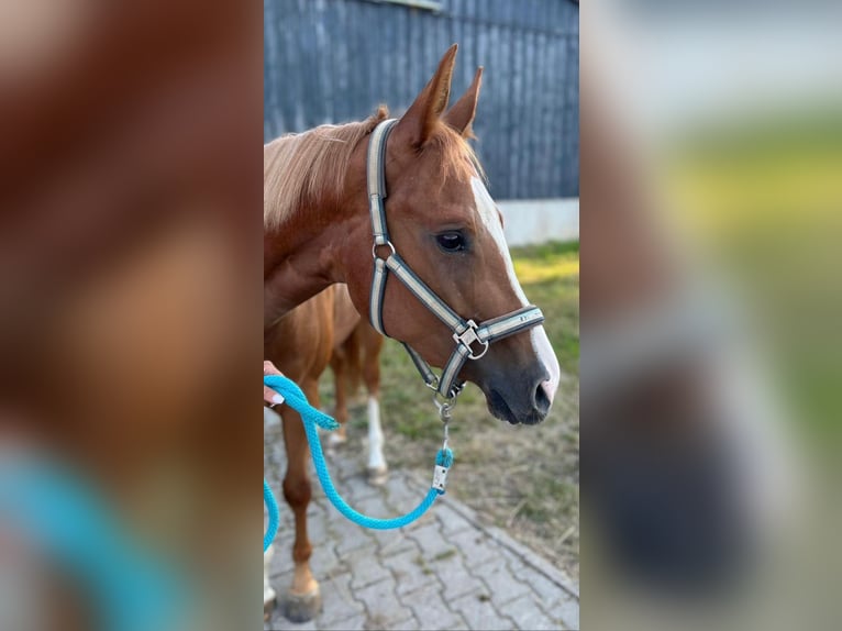 American Quarter Horse Mare 4 years 14,2 hh Chestnut in Kirchendemenreuth