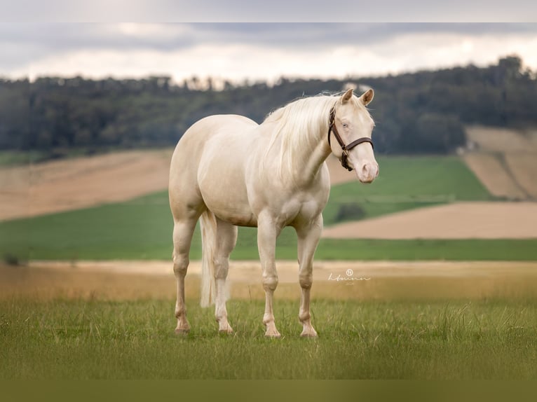 American Quarter Horse Mare 4 years 14,2 hh Cremello in Duingen