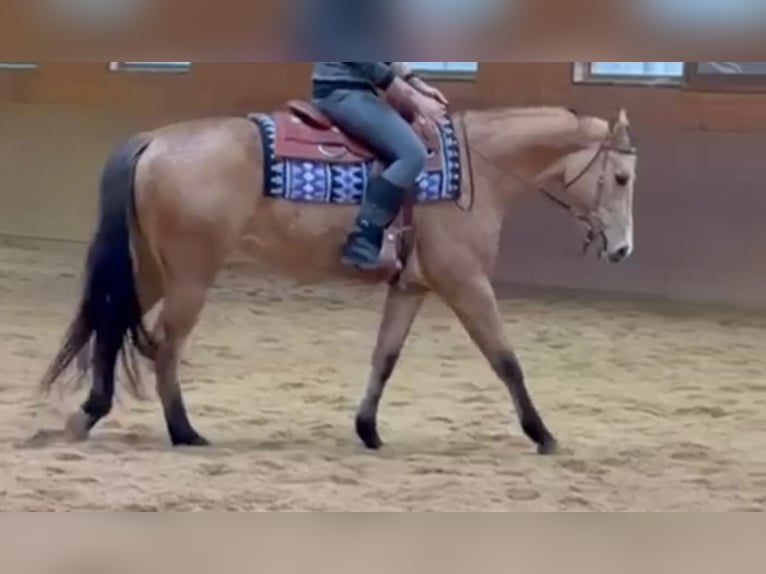 American Quarter Horse Mare 4 years 14.2 hh Dun in AalenWasseralfingen