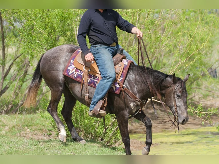 American Quarter Horse Mare 4 years 14.2 hh Grey in Cisco