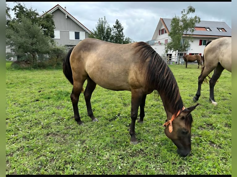 American Quarter Horse Mare 4 years 14.2 hh Grullo in Rüti