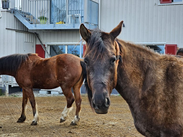 American Quarter Horse Mare 4 years 14.2 hh Grullo in Rüti