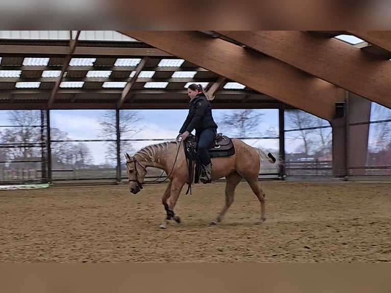 American Quarter Horse Mare 4 years 14,2 hh Palomino in Moordrecht