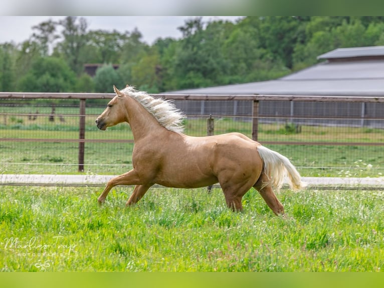 American Quarter Horse Mare 4 years 14,2 hh Palomino in Moordrecht