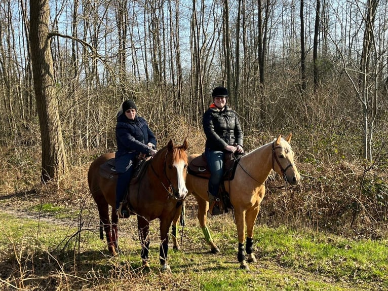 American Quarter Horse Mare 4 years 14,2 hh Palomino in Moordrecht