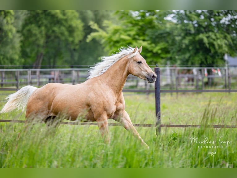 American Quarter Horse Mare 4 years 14,2 hh Palomino in Moordrecht