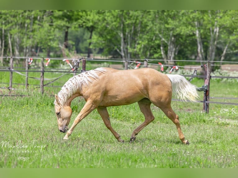 American Quarter Horse Mare 4 years 14,2 hh Palomino in Moordrecht