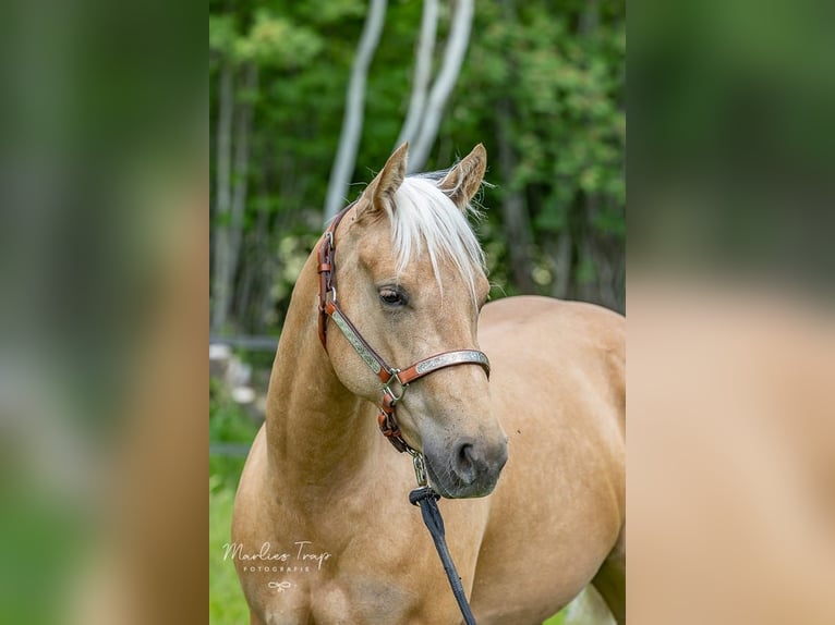 American Quarter Horse Mare 4 years 14,2 hh Palomino in Moordrecht