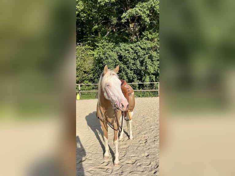 American Quarter Horse Mare 4 years 14.2 hh Palomino in Adlkofen
