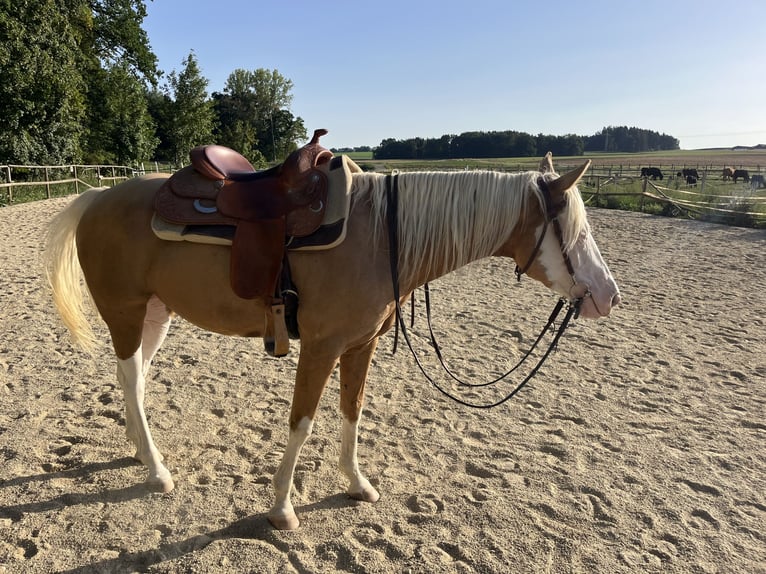 American Quarter Horse Mare 4 years 14.2 hh Palomino in Adlkofen