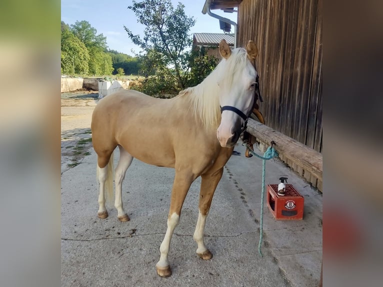 American Quarter Horse Mare 4 years 14.2 hh Palomino in Adlkofen