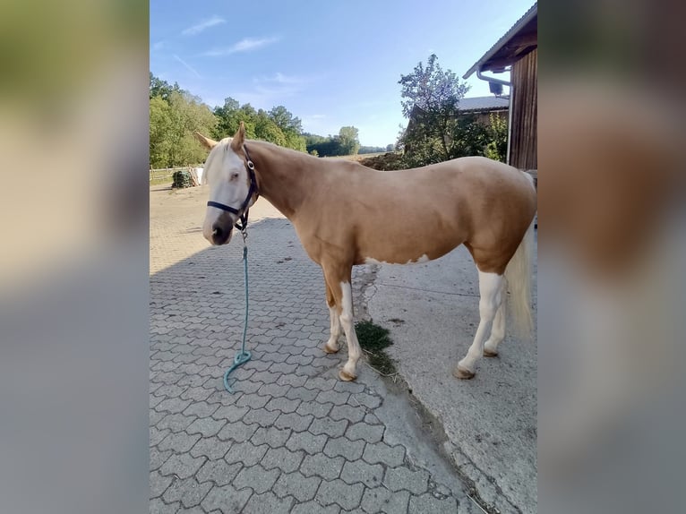 American Quarter Horse Mare 4 years 14.2 hh Palomino in Adlkofen