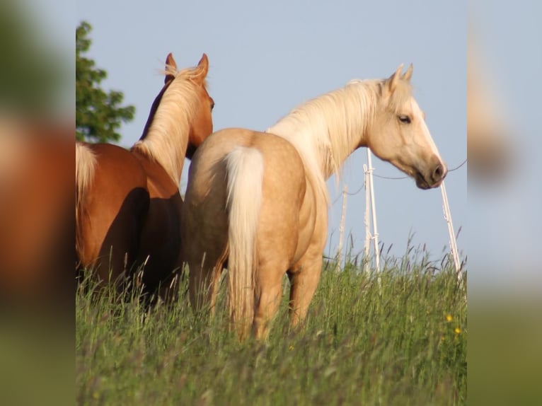 American Quarter Horse Mare 4 years 14,2 hh Palomino in Laubach