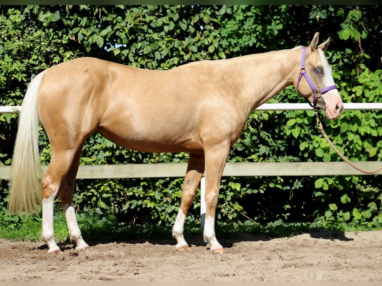 American Quarter Horse Mare 4 years 14,2 hh Palomino in Stade