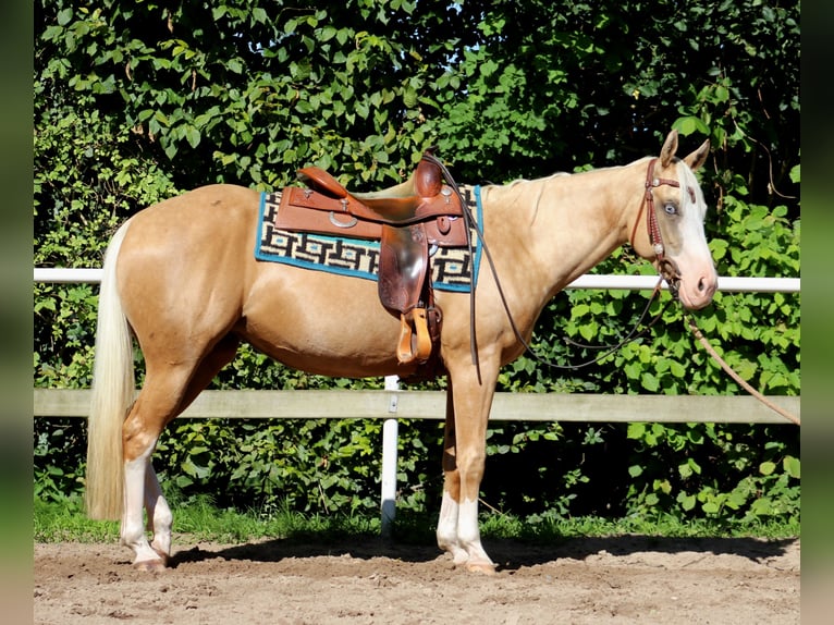 American Quarter Horse Mare 4 years 14,2 hh Palomino in Stade