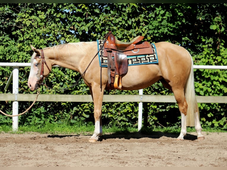 American Quarter Horse Mare 4 years 14,2 hh Palomino in Stade