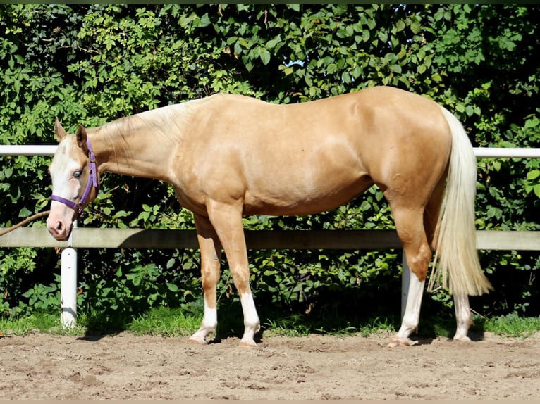 American Quarter Horse Mare 4 years 14,2 hh Palomino in Stade