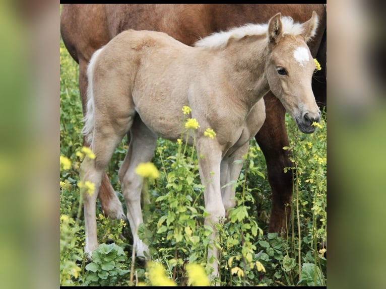 American Quarter Horse Mix Mare 4 years 14,2 hh Palomino in Oberhausen