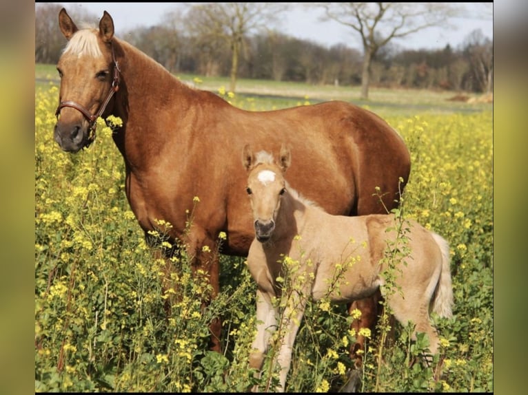 American Quarter Horse Mix Mare 4 years 14,2 hh Palomino in Oberhausen