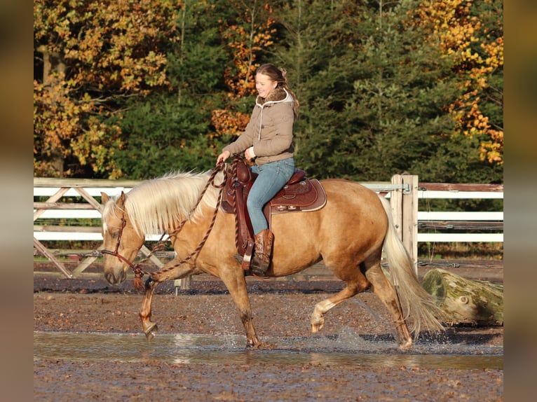 American Quarter Horse Mix Mare 4 years 14,2 hh Palomino in Oberhausen