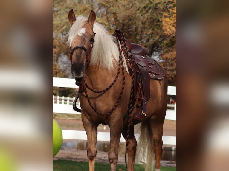 American Quarter Horse Mix Mare 4 years 14,2 hh Palomino in Oberhausen