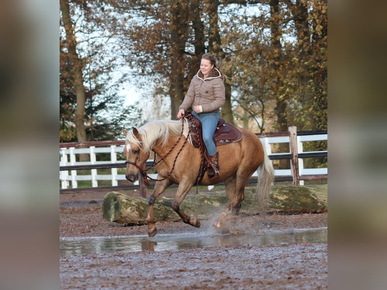 American Quarter Horse Mix Mare 4 years 14,2 hh Palomino in Oberhausen