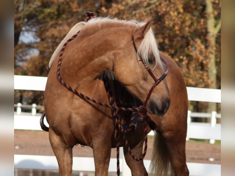 American Quarter Horse Mix Mare 4 years 14,2 hh Palomino in Oberhausen