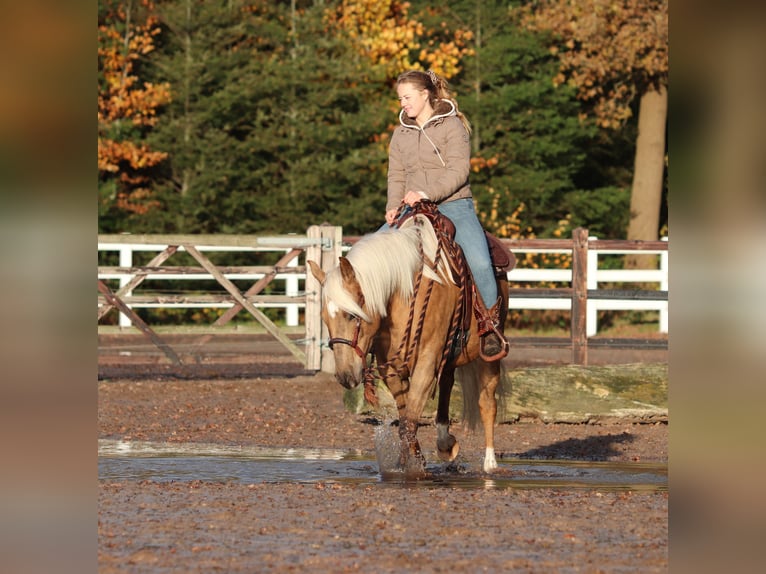 American Quarter Horse Mix Mare 4 years 14,2 hh Palomino in Oberhausen