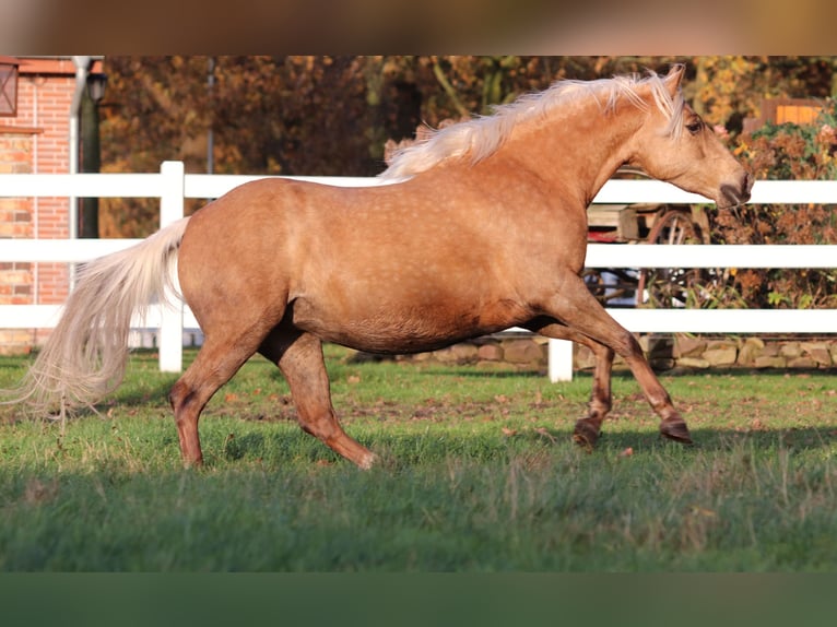 American Quarter Horse Mix Mare 4 years 14,2 hh Palomino in Oberhausen