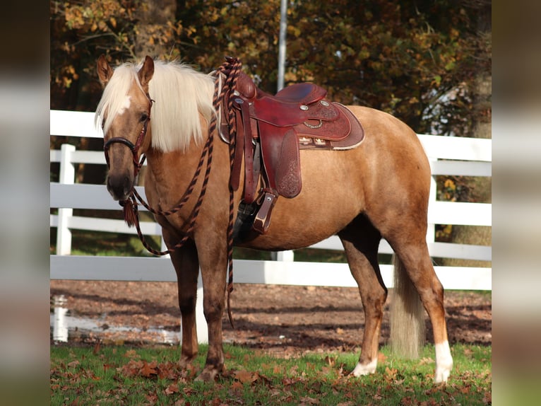 American Quarter Horse Mix Mare 4 years 14,2 hh Palomino in Oberhausen