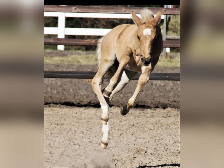 American Quarter Horse Mix Mare 4 years 14,2 hh Palomino in Oberhausen